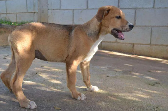 Cachorro ra a SRD idade 2 a 6 meses nome MARC, 5 MESES, um f