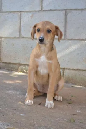 Cachorro raça SRD idade 2 a 6 meses nome HELENA, uma bebezin
