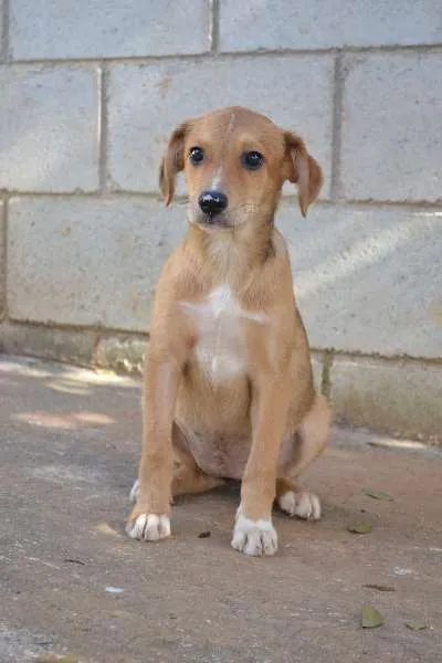 Cachorro ra a SRD idade 2 a 6 meses nome HELENA, uma bebezin