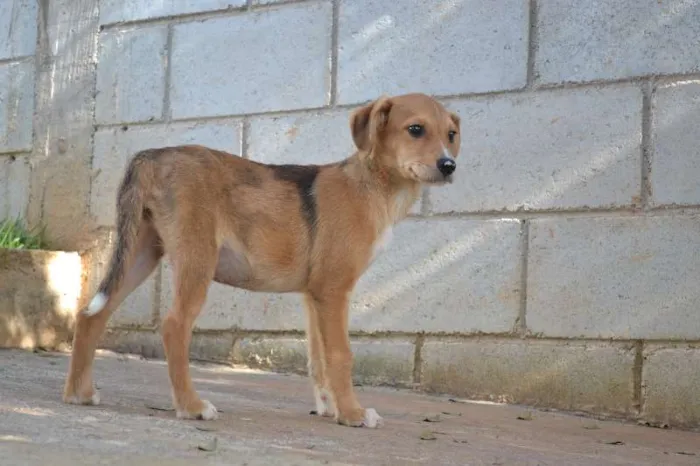 Cachorro ra a SRD idade 2 a 6 meses nome HELENA, uma bebezin