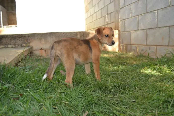 Cachorro ra a SRD idade 2 a 6 meses nome HELENA, uma bebezin