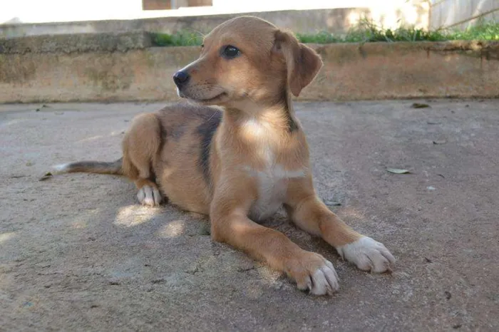 Cachorro ra a SRD idade 2 a 6 meses nome HELENA, uma bebezin
