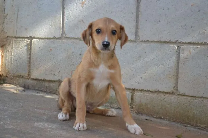 Cachorro ra a SRD idade 2 a 6 meses nome HELENA, uma bebezin