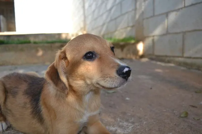 Cachorro ra a SRD idade 2 a 6 meses nome HELENA, uma bebezin