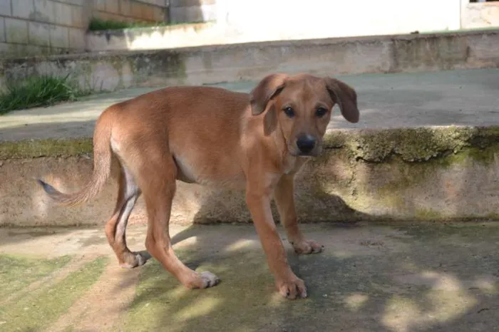 Cachorro ra a SRD idade 2 a 6 meses nome MARJORIE, uma princ