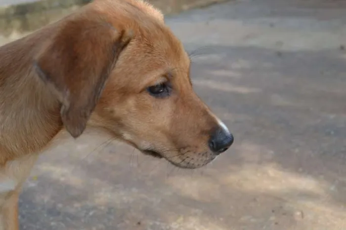 Cachorro ra a SRD idade 2 a 6 meses nome MARJORIE, uma princ