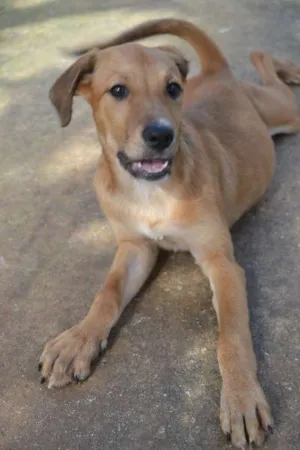 Cachorro raça SRD idade 2 a 6 meses nome MARJORIE, uma princ