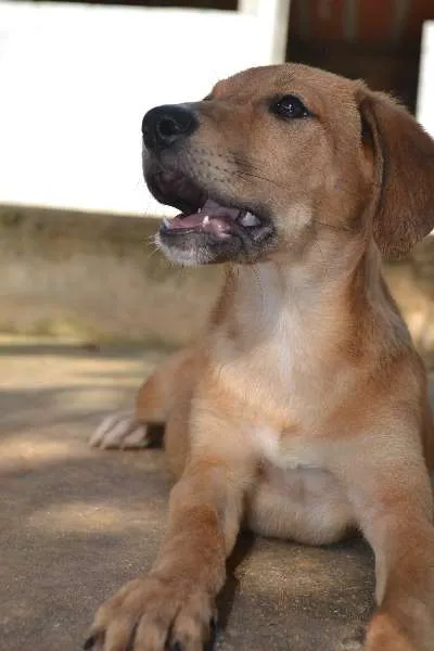 Cachorro ra a SRD idade 2 a 6 meses nome MARJORIE, uma princ