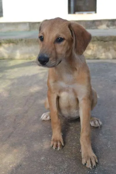 Cachorro ra a SRD idade 2 a 6 meses nome MARJORIE, uma princ