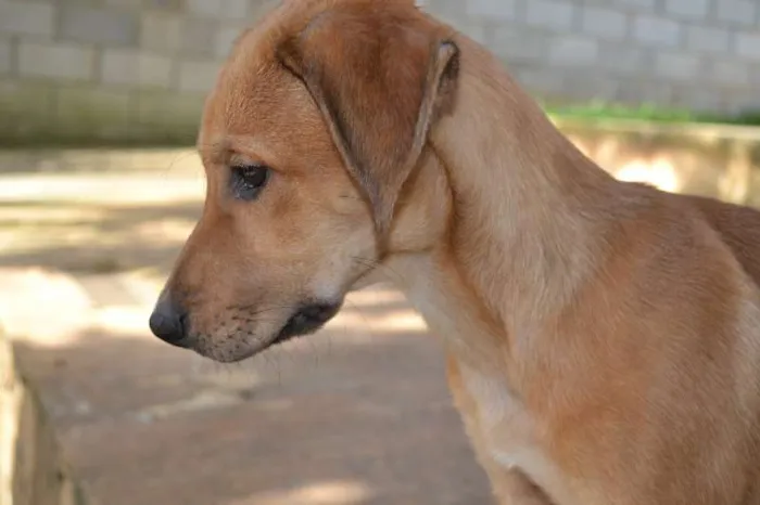 Cachorro ra a SRD idade 2 a 6 meses nome MARJORIE, uma princ
