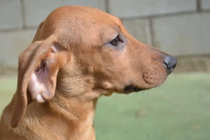 Cachorro ra a SRD idade 2 a 6 meses nome MADALINE, um encant