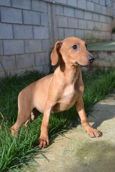 Cachorro ra a SRD idade 2 a 6 meses nome MADALINE, um encant