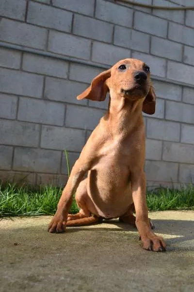 Cachorro ra a SRD idade 2 a 6 meses nome MADALINE, um encant