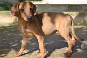 Cachorro raça SRD idade 2 a 6 meses nome MADALINE, um encant