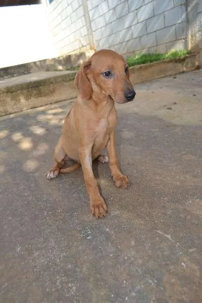 Cachorro ra a SRD idade 2 a 6 meses nome MADALINE, um encant