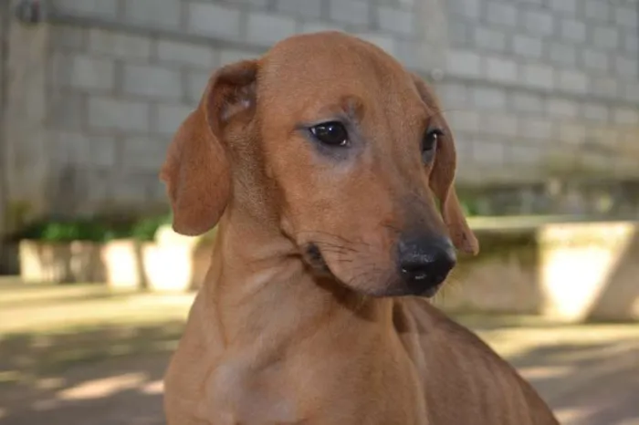 Cachorro ra a SRD idade 2 a 6 meses nome MADALINE, um encant