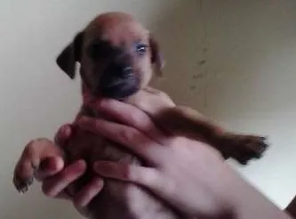 Cachorro ra a SRD idade Abaixo de 2 meses nome MEL,FANIQUITA,BOB, 