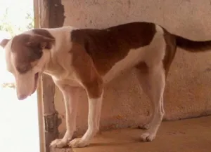 Cachorro raça vira lata idade 3 anos nome princesa