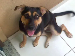 Cachorro raça SRD idade 7 a 11 meses nome gabi