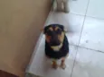 gabi