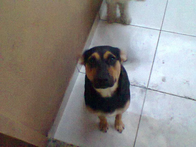 Cachorro ra a SRD idade 7 a 11 meses nome gabi