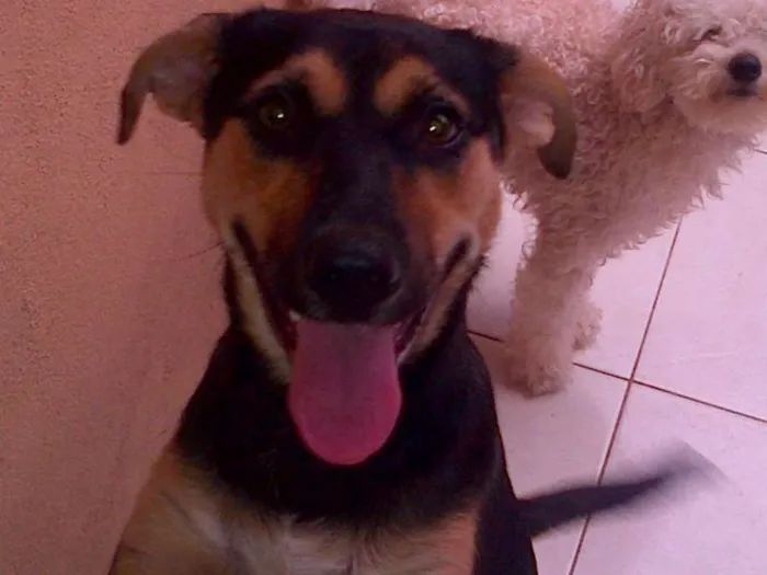 Cachorro ra a SRD idade 7 a 11 meses nome gabi