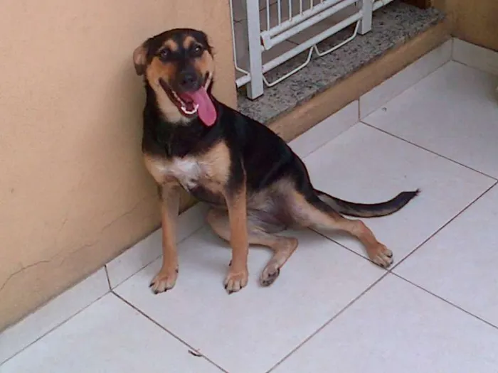 Cachorro ra a SRD idade 7 a 11 meses nome gabi