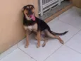 gabi