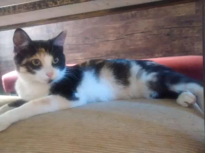 Gato raça SRD idade 7 a 11 meses nome Sem nome