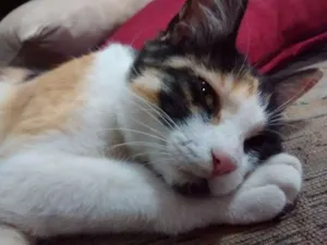 Gato raça SRD idade 7 a 11 meses nome Sem nome