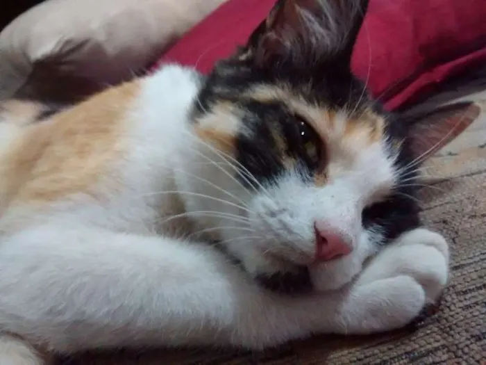 Gato raça SRD idade 7 a 11 meses nome Sem nome