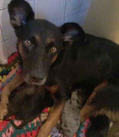 Cachorro ra a SRD idade Abaixo de 2 meses nome Teresa e seus bebês