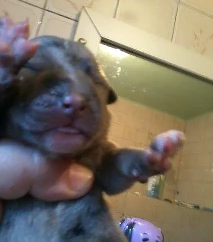 Cachorro ra a SRD idade Abaixo de 2 meses nome Teresa e seus bebês