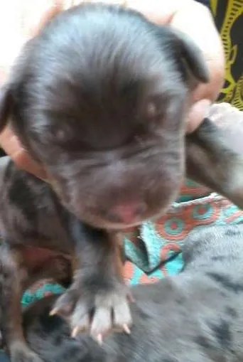 Cachorro ra a SRD idade Abaixo de 2 meses nome Teresa e seus bebês