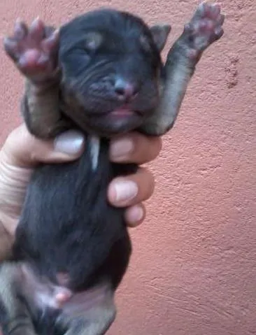 Cachorro ra a SRD idade Abaixo de 2 meses nome Teresa e seus bebês