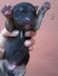 Teresa e seus bebês