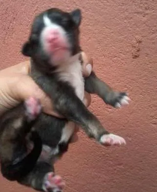 Cachorro ra a SRD idade Abaixo de 2 meses nome Teresa e seus bebês