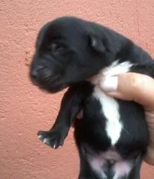 Cachorro ra a SRD idade Abaixo de 2 meses nome Teresa e seus bebês