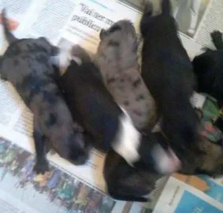 Cachorro ra a SRD idade Abaixo de 2 meses nome Teresa e seus bebês