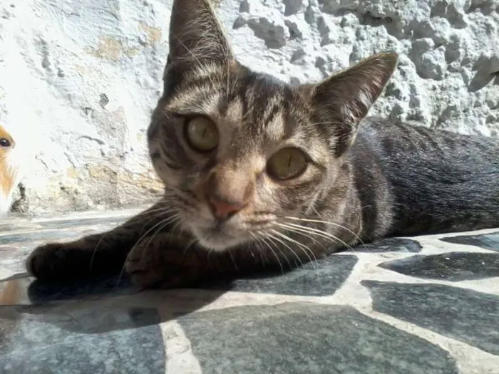 Gato ra a Vira lata idade 2 anos nome Pizza