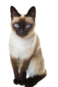 Gato raça Siamês idade 6 ou mais anos nome Pitty
