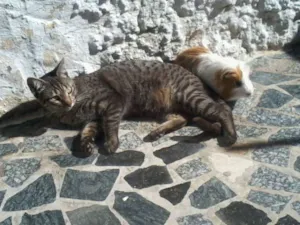 Gato raça Vira lata idade 2 anos nome Pizza