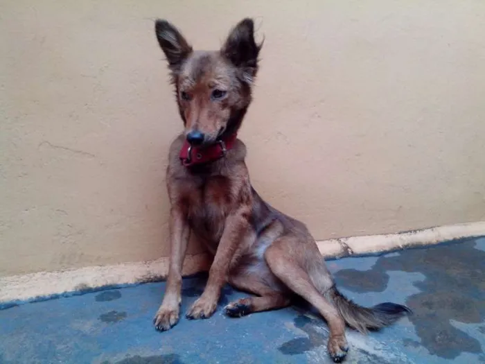 Cachorro ra a SRD idade  nome Shakira