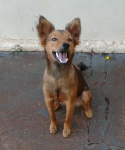 Cachorro ra a SRD idade  nome Shakira