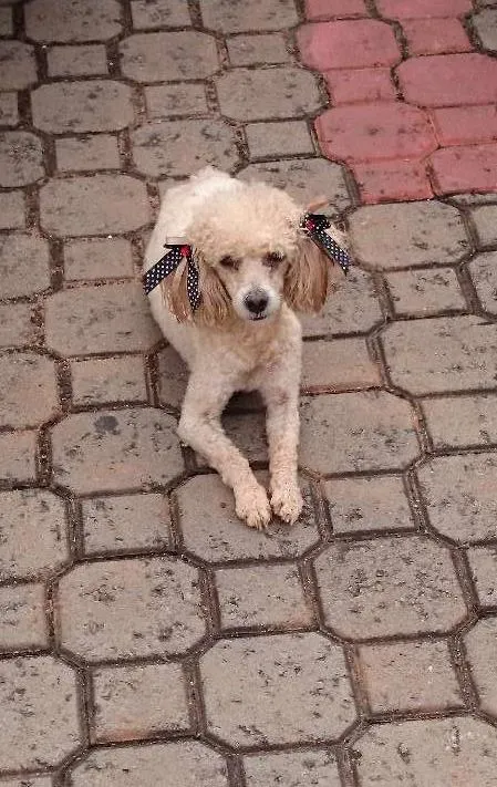 Cachorro ra a poodle idade 2 anos nome Não sei