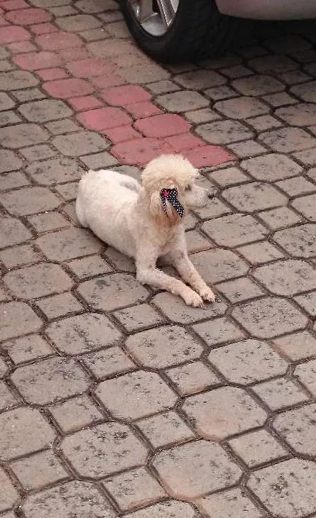 Cachorro ra a poodle idade 2 anos nome Não sei