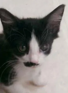 Gato ra a SRD idade 2 a 6 meses nome Mustache
