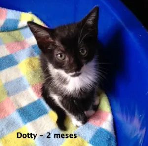 Gato raça SRD idade 2 a 6 meses nome Dotty