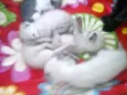 felinos