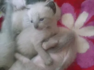 Gato raça vira lata idade Abaixo de 2 meses nome felinos